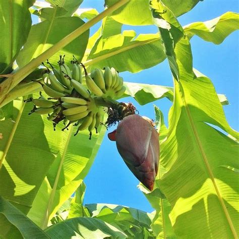 pinayflix saging|Flex Muna Bago Umakyat sa Puno ng Saging .